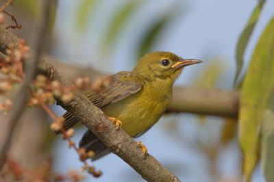 Sunbird, Brown-throated (juvenile) @ Upper Pierce