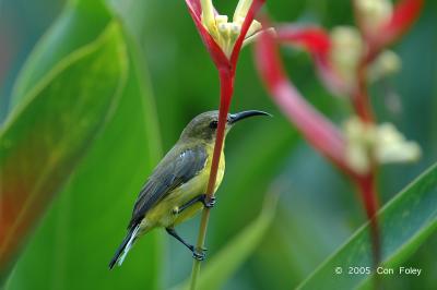 Sunbird, Olive-backed (female) @ Botanic Garden