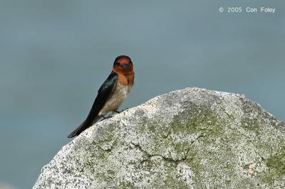 Swallow, Pacific @ Pulau Ubin