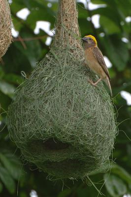 Weaver, Baya (male) @ Lim Chu Kang