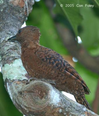 Woodpecker, Rufous (male) @ Upper Pierce