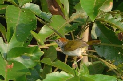 Tailorbird, Common (male) @ Upper Pierce