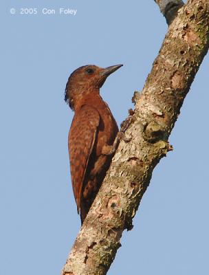 Woodpecker, Rufous (male) @ Neo Tiew Lane 2