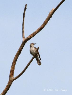 Cuckoo, Little Bronze (male) @ Sungei Serangoon