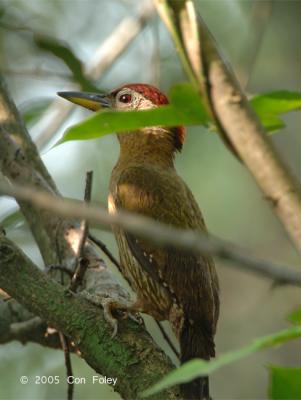 Woodpecker, Laced (male) @ Sungei Buloh