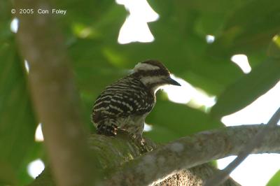 Woodpecker, Sunda Pygmy @ Sungei Serangoon
