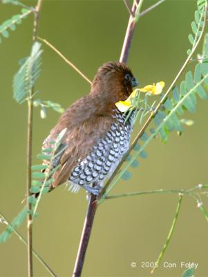 Munia, Scaly Breasted @ Neo Tiew Lane 2