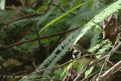 Wagtail, Forest @ Upper Pierce