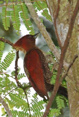 Woodpecker, Banded (male) @ Jalan Asas