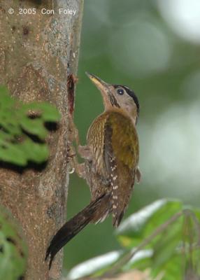 Woodpecker, Laced (female) @ Jalan Asas