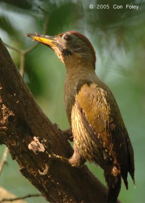 Woodpecker, Laced (male) @ Sungei Buloh
