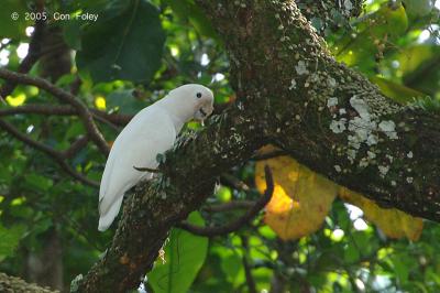 Corella, Tanimbar @ Minden Road