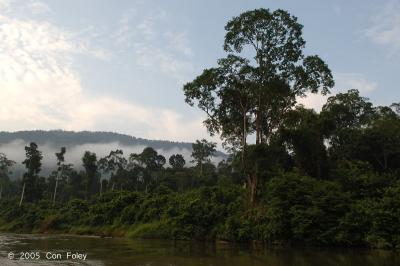 Sungei Endau #3