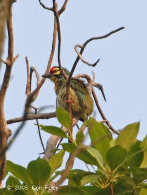 Barbet, Coppersmith @ Minden Road