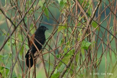 Coucal, Greater @ Lorong Lada Hitam