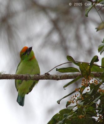 Barbet, Flame-Fronted @ Bedugul