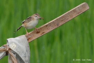 Cisticola, Zitting @ Ubid