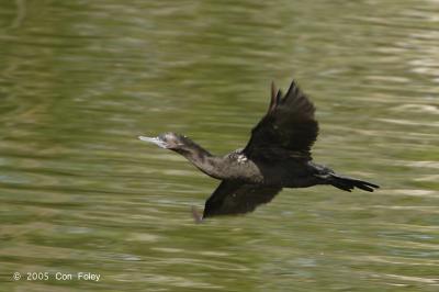 Cormorant, Little Black @ Nusa Dua