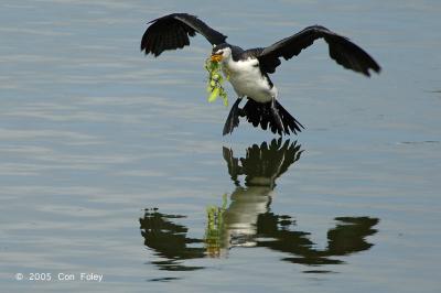 Cormorant, Little Pied @ Nusa Dua