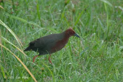 Crake, Ruddy-Breasted @ Ubid