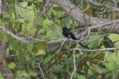 Drongo, Black @ Nusa Dua