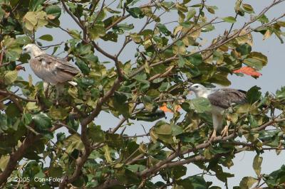 Eagle, White-Bellied Fish @ Nusa Dua