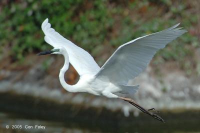 Egret, Great (breeding) @ Nusa Dua