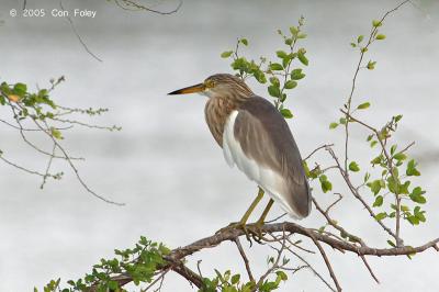 Heron, Javan Pond (non-breeding) @ Nusa Dua