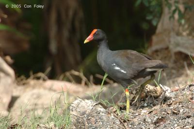 Moorhen, Common @ Nusa Dua