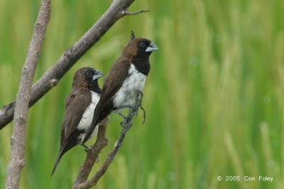 Munia, Javan @ Ubid, Indonesia