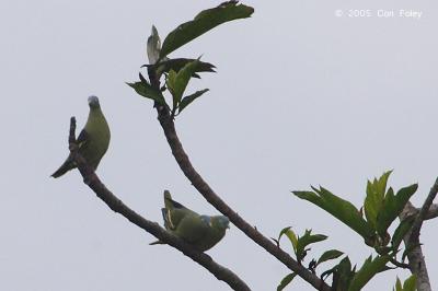 Pigeon, Grey-cheeked Green @ Ubid