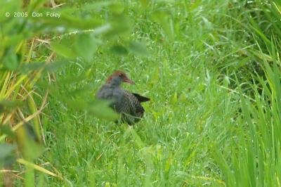 Rail, Slaty-Breasted @ Ubid