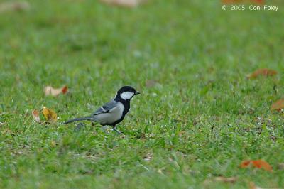 Tit, Cinereous @ Bedugul