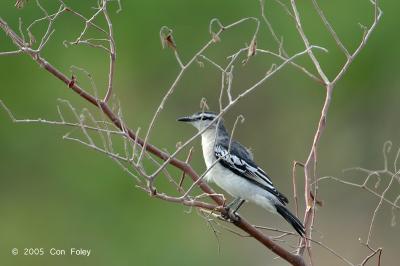 Triller, White Shouldered @ Nusa Dua