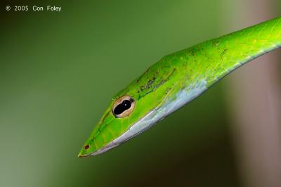 Oriental Whip Snake