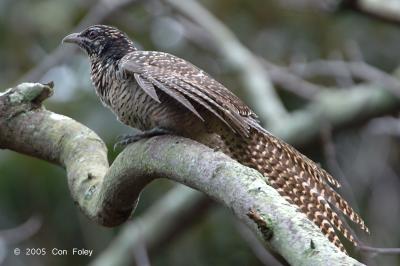 Koel, Asian (female) @ Alexandra Hill