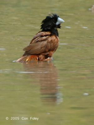 Munia, Black Headed @ Lorong Halus