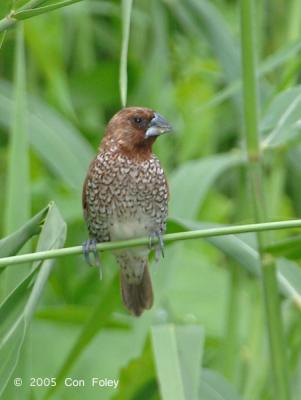 Munia, Scaly Breasted @ Lorong Halus