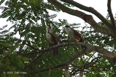 Laughingthrush, White Crested @ Neo Tiew Lane 2
