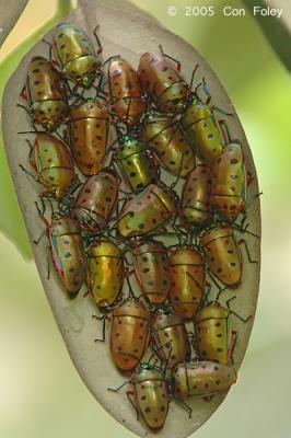 Shield Bugs @ Sungei Buloh