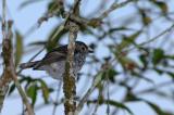 Flycatcher, Little Pied (juvenile) @ Jalan Ampang