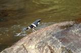 Forktail, Slaty-backed @ Jeriau Waterfalls