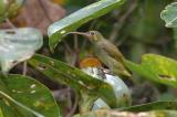 Spiderhunter, Yellow-eared @ Jalan Air Terjun