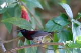 Sunbird, Black-throated (male) @ Ye Olde Smokehouse