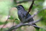 Catbird, Gray @ Plum Island, MA