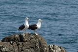 Gull, Great Black-backed @ Newport, Rhode Island