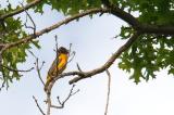 Oriole, Baltimore (male) @ Norwood, MA