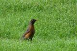 Robin, American @ Norwood, MA