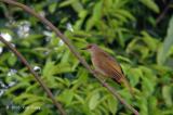 Bulbul, Olive-winged @ Upper Pierce