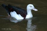 Shelduck, Radjah @ Botanic Garden